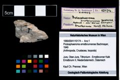 Foto (Objekt + Etikett) von Protosphaeroma ernstbrunnense (Bachmayer, 1949)  (NHMW-GEO-1990-0041-10174)